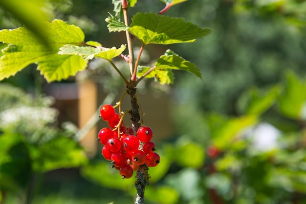 Un bouquet de groseilles rouges sur une branche