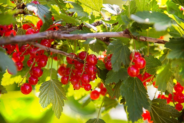 Un bouquet de groseilles rouges est suspendu à une branche.