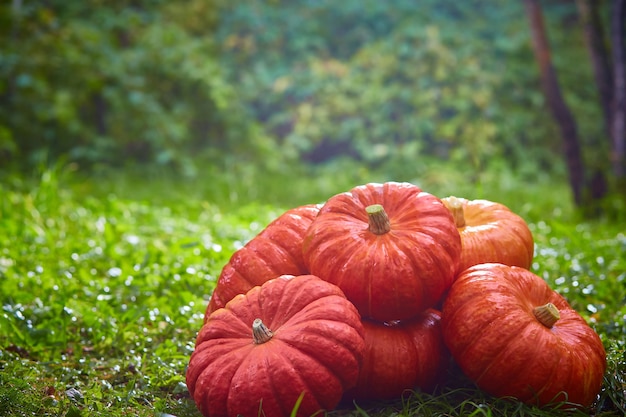 Photo bouquet de grosses citrouilles oranges sur l'herbe verte. récolte d'automne, halloween. arrière-plan avec copyspace.