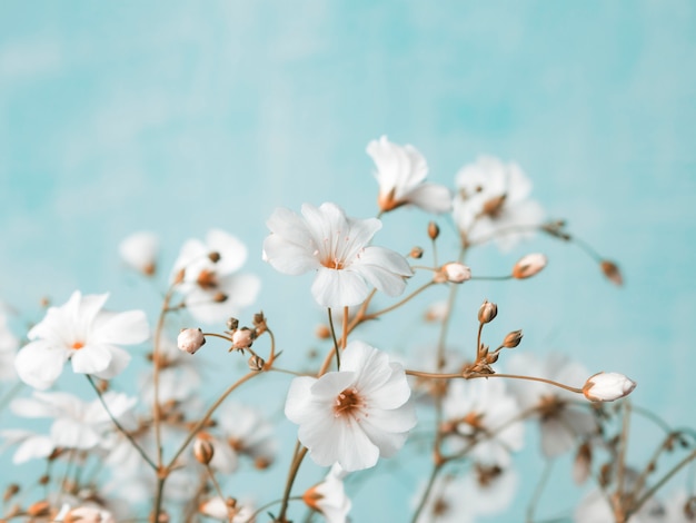 Bouquet de gypsophile sur un bleu clair