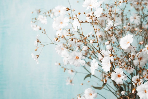 Bouquet de gypsophile sur un bleu clair