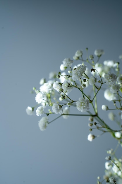 bouquet de gypsophile, petites fleurs blanches sur fond gris, espace pour le texte,