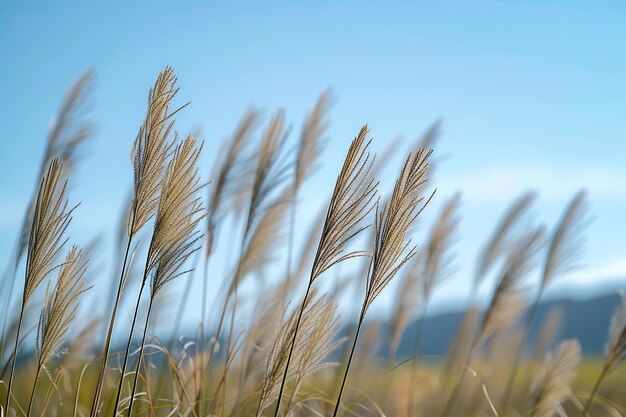 un bouquet de haute herbe soufflant dans le vent