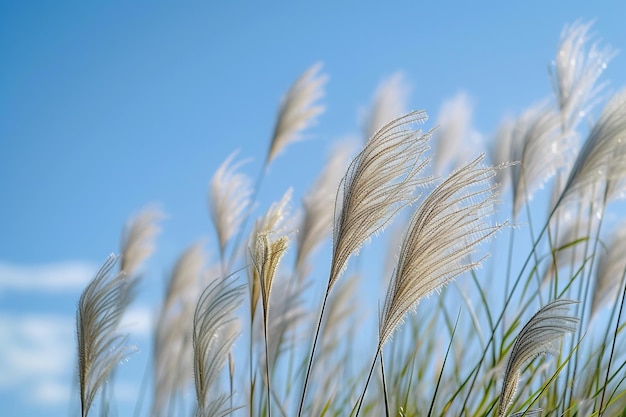 un bouquet de haute herbe soufflant dans le vent