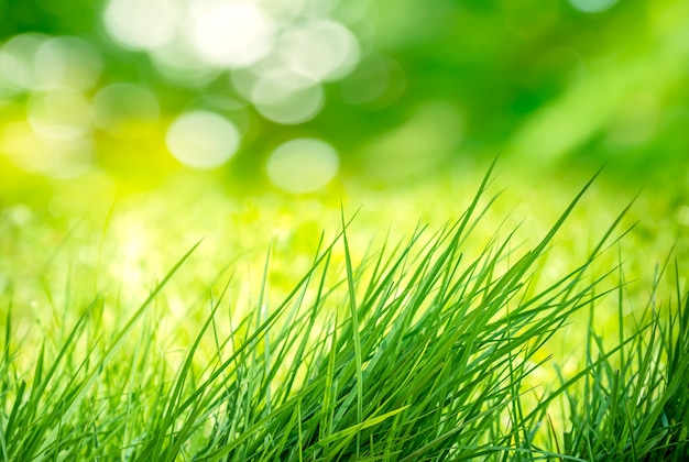 Le bouquet d'herbe verte dans le pré