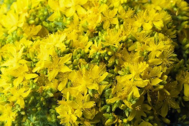 Bouquet d&#39;herbes