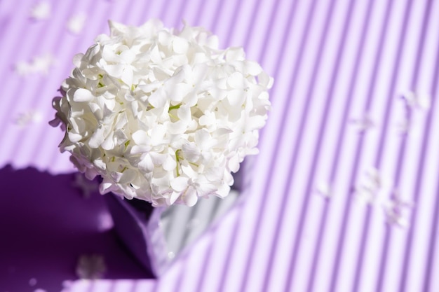 Un bouquet d'hortensias dans un vase en gros plan sur un fond violet avec des lignes de la vue de dessus d'ombre