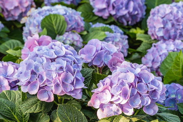 Bouquet d'hortensias fleurs violettes