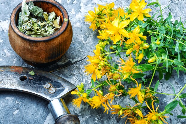 Bouquet de Hypericum en fleurs