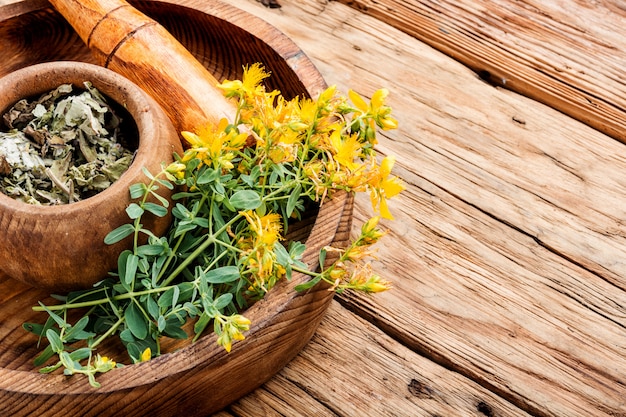 Bouquet de Hypericum en fleurs