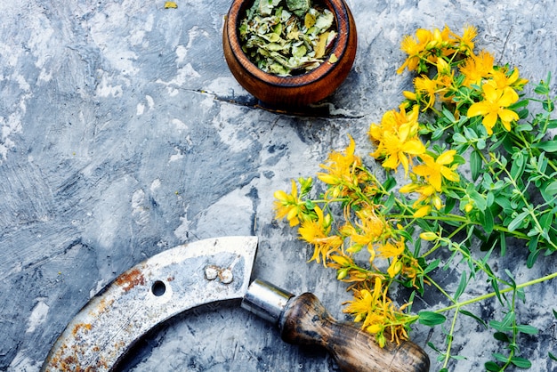 Bouquet de Hypericum en fleurs