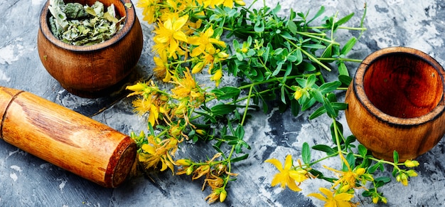 Bouquet de Hypericum en fleurs