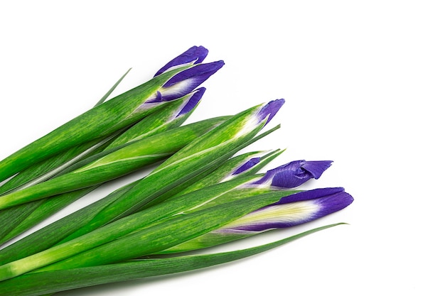 Bouquet d'iris violets isolés sur une surface blanche