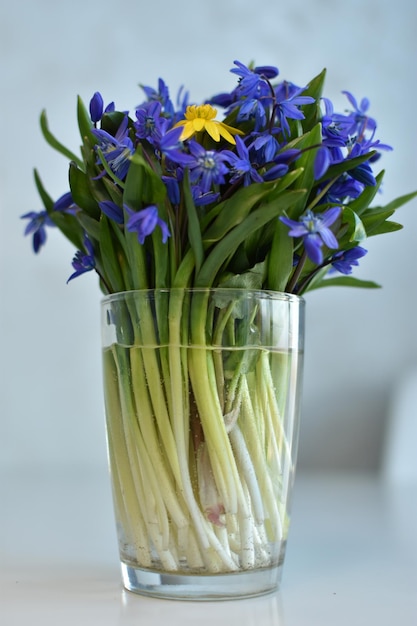 bouquet de jacinthes bleues et blanches