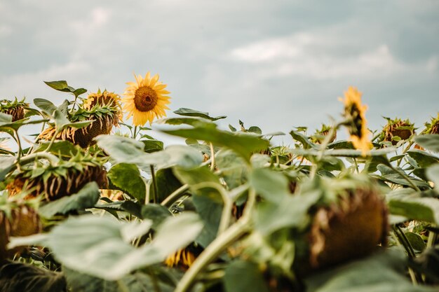 Bouquet jaune tournesol fleuri champ de jardin biologique à l'extérieur coucher de soleil doré fond de nature chaude