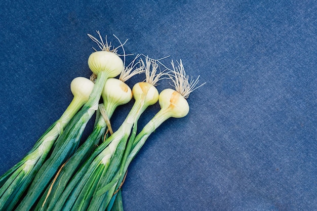 Un bouquet de jeunes oignons frais verts sur un fond bleu pour fermer