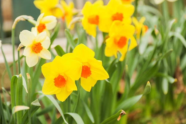 Un bouquet de jonquilles avec le centre orange au milieu