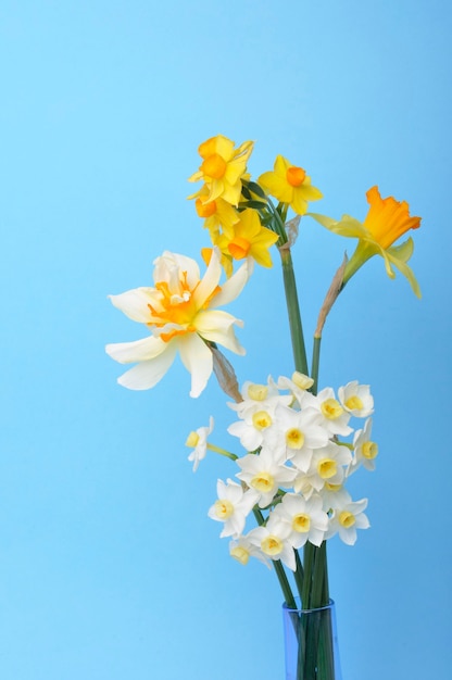 Bouquet de jonquilles dans un vase