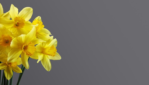 Bouquet de jonquilles sur fond gris. Bannière florale printanière avec place vide sur la droite.