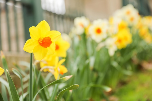 Un bouquet de jonquilles avec le mot jonquilles sur le côté