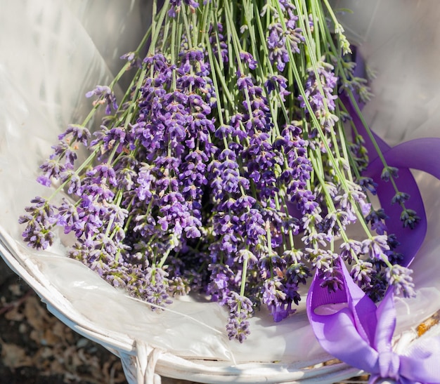 Bouquet de lavande au moment de la coupe et de la récolte