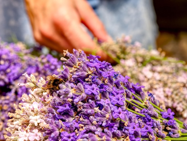 Photo bouquet de lavande fait à la main jeune femme en t-shirt à rayures rouges et blanches prépare des paquets parfumés