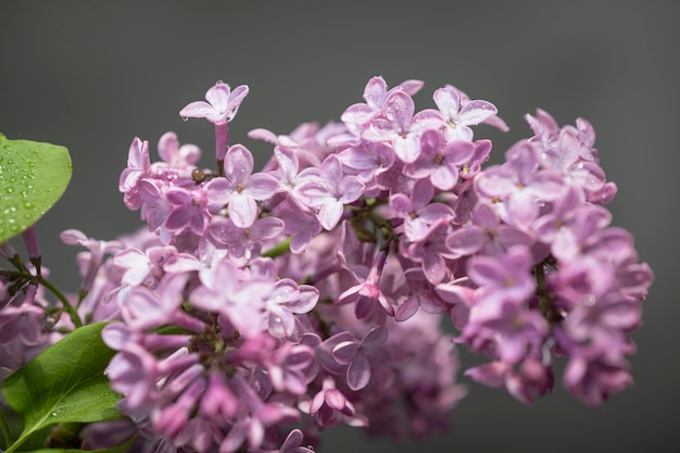 Bouquet de lilas frais Beau fond de bouquet de fleurs lilas