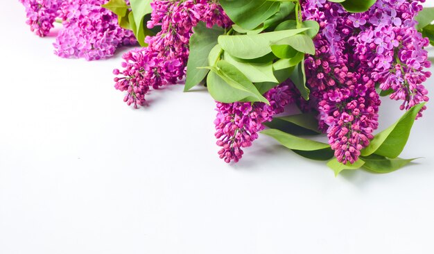 Bouquet de lilas pourpre se trouve sur un blanc.