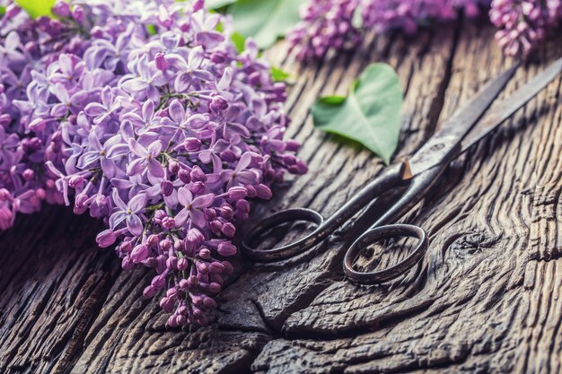 Bouquet de lilas violet et de ciseaux anciens sur une vieille table en bois.