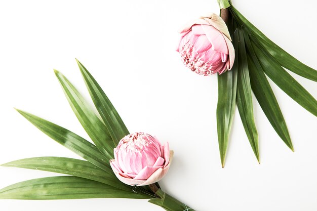 Bouquet de lotus rose