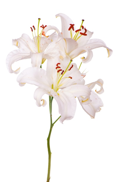 Bouquet de lys blancs isolé sur une surface blanche