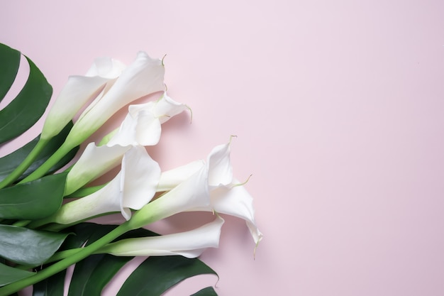 Bouquet de Lys calla blancs et feuilles de monstera sur rose