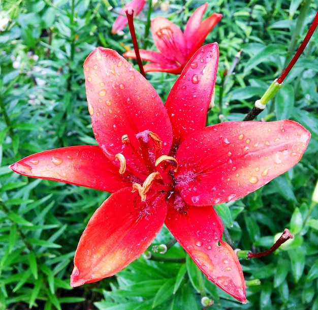 Bouquet de lys fleurs sauvages qui fleurit dans le jardin