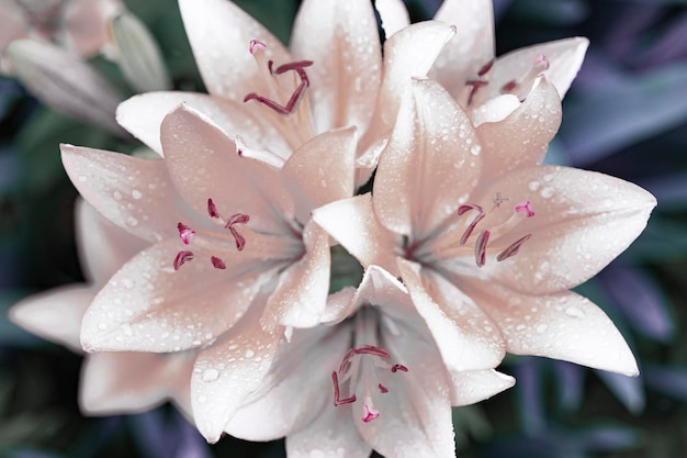 Bouquet de lys tendres roses blancs dans le jardin après la pluie avec une décoration spéciale