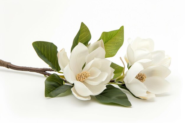 Photo bouquet de magnolie sur fond blanc