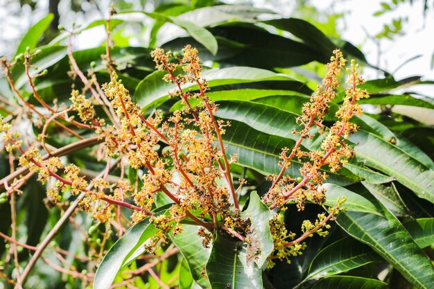 Le bouquet de mangue ou la fleur de mangue fleurit complètement sur les manguiers du jardin