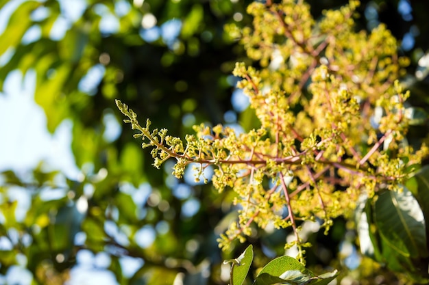 Photo le bouquet de mangue ou la fleur de mangue.