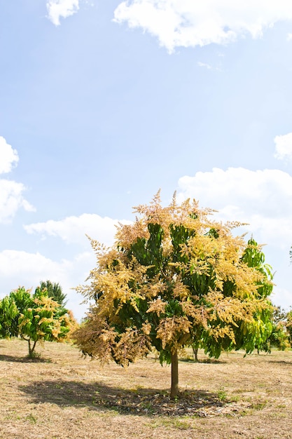 Bouquet de mangue et mangue sur l&#39;arbre