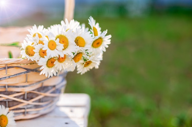 bouquet de marguerites blanches dans un panier