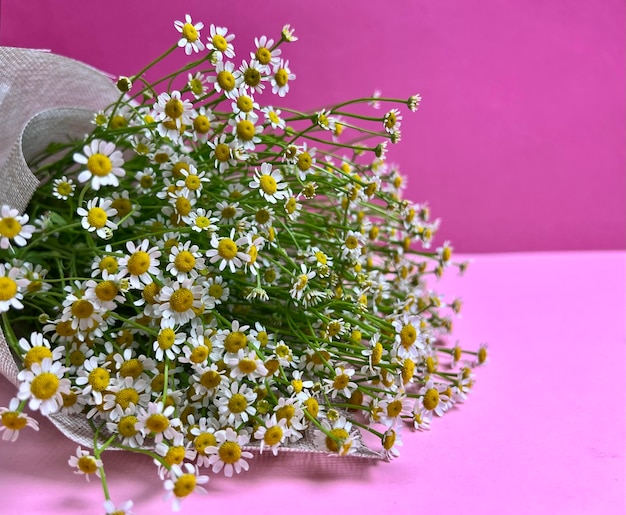 Bouquet de marguerites blanches sur fond rose