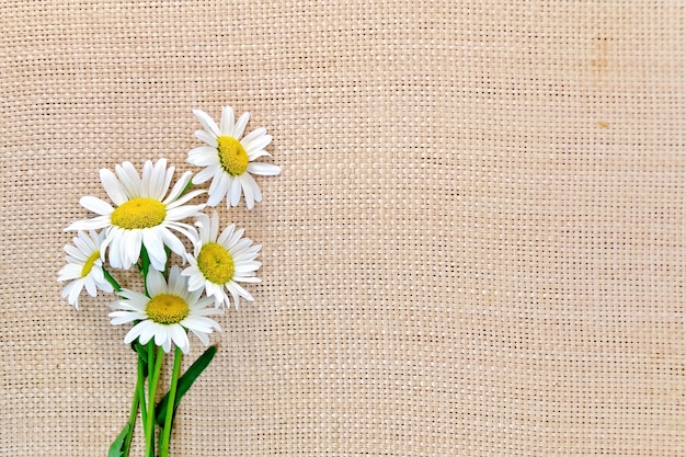 Bouquet de marguerites blanches sur fond de toile de jute rugueuse