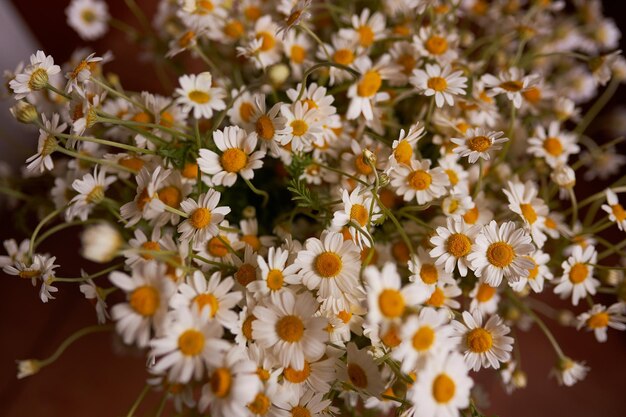 Bouquet de marguerites blanches Photo pour une carte de vœux Fête des mères Fête des pères Beau bouquet