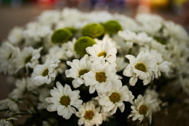 bouquet de marguerites Fleur de marguerite Fond de printemps Présent pour la fête des mères