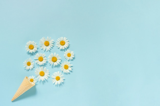 Bouquet de marguerites fleurs de camomille