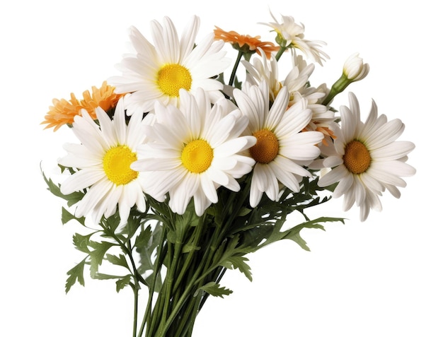 Bouquet de marguerites fleurs gros plan sur blanc