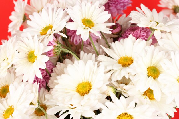 Bouquet de marguerites sur le fond de couleur