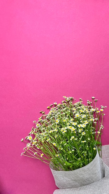 Bouquet de marguerites sur fond rose