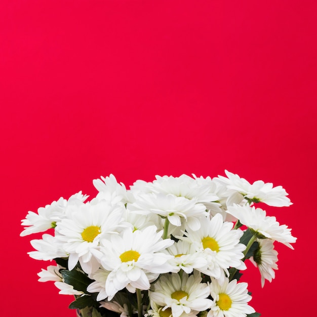 Bouquet de marguerites sur fond rouge