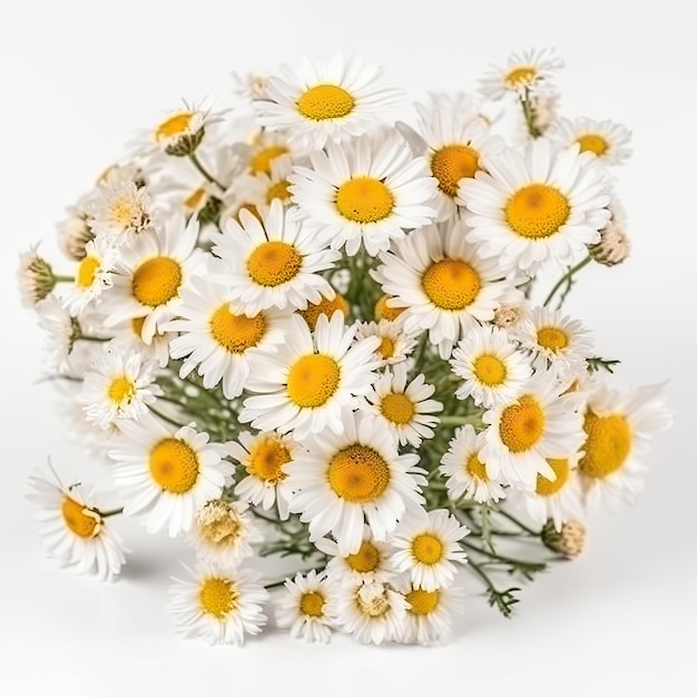 Bouquet de marguerites fraîches et délicates aux couleurs vives isolées sur blanc Composition florale esthétique et élégante AI générative