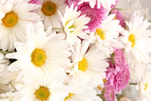 Bouquet de marguerites isolé sur blanc